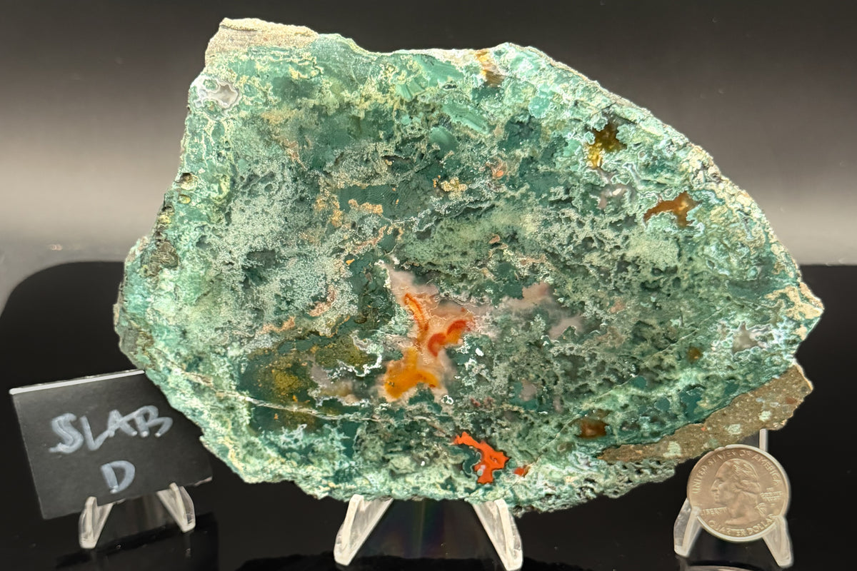 Turkish Limbcast with Agatized Chrysocolla (Unpolished)