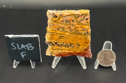 Leopard Skin Rhyolite (Unpolished)