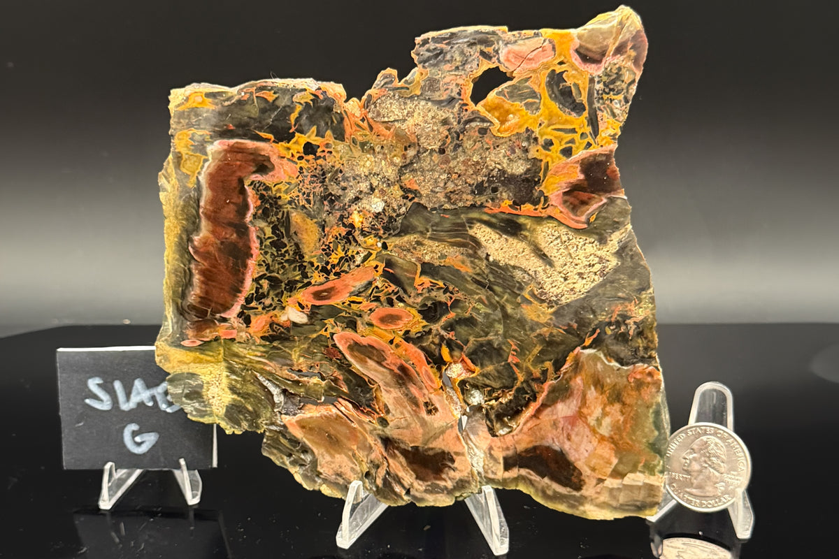 Turkish Petrified Wood (Unpolished)