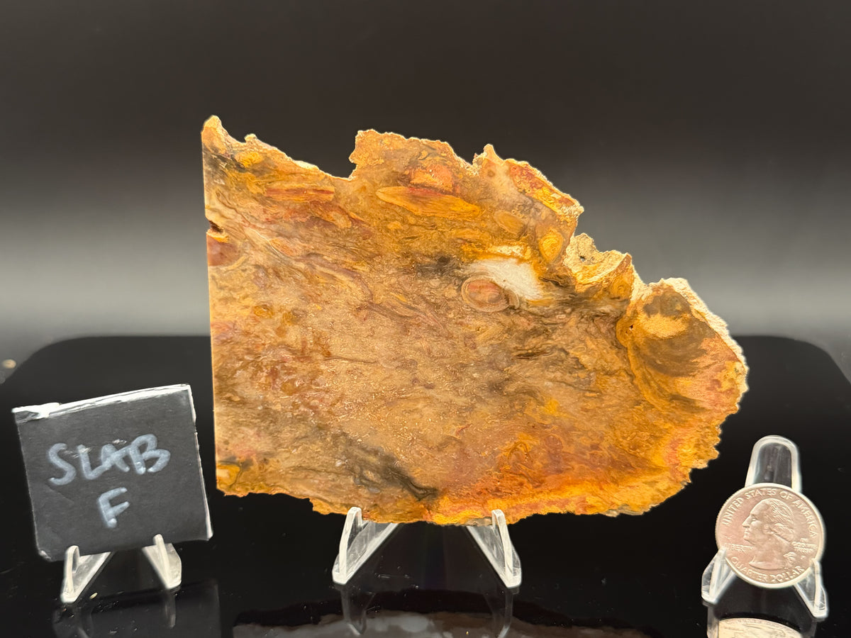 Jasperized Petrified Wood (Unpolished)