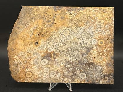 Fossilized Palm Wood