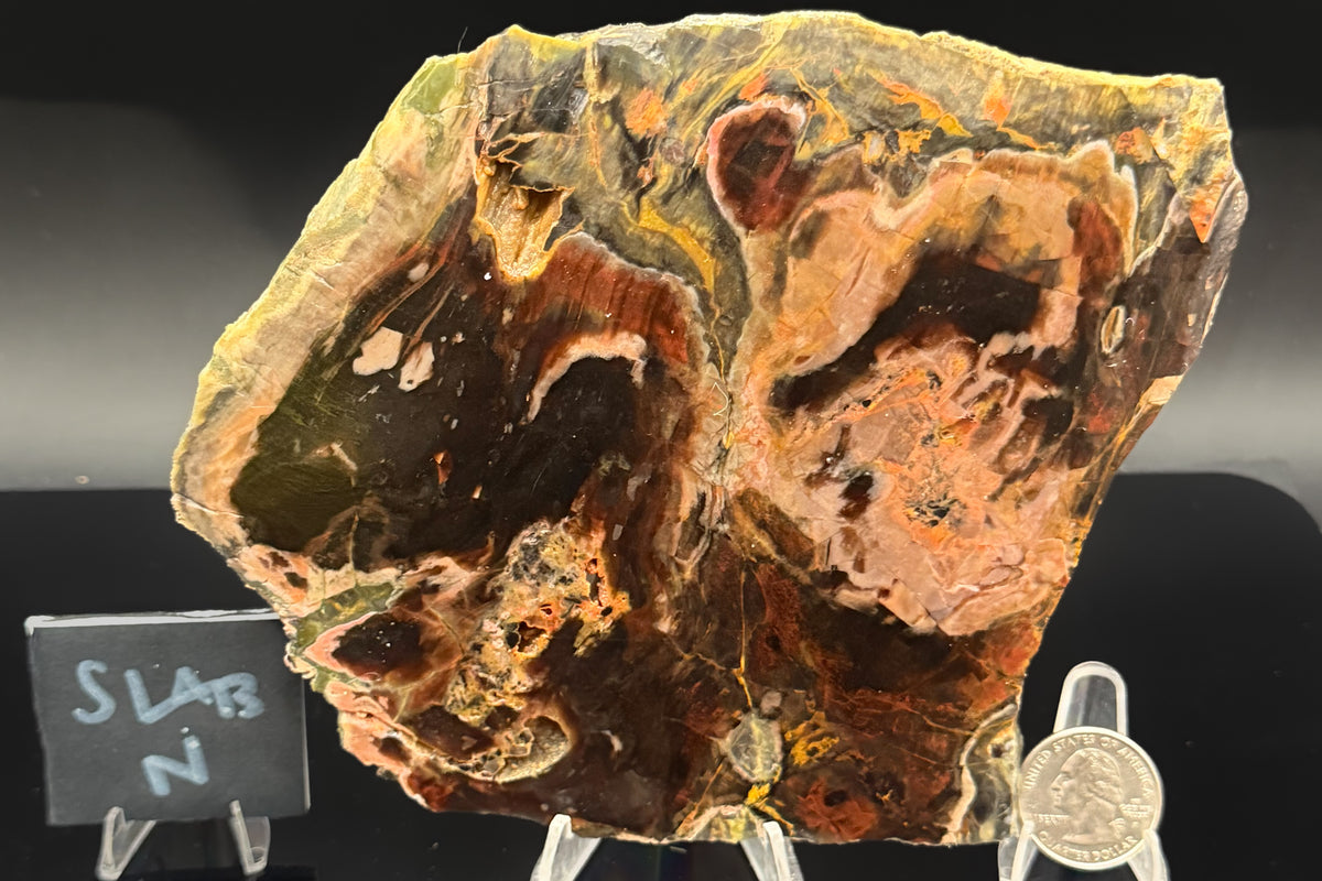 Turkish Petrified Wood (Unpolished)