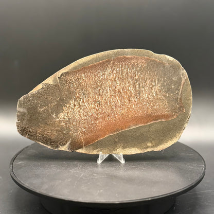 Stabilized Dinosaur Bone slab (Unpolished)