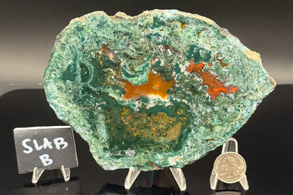 Turkish Limbcast with Agatized Chrysocolla (Unpolished)