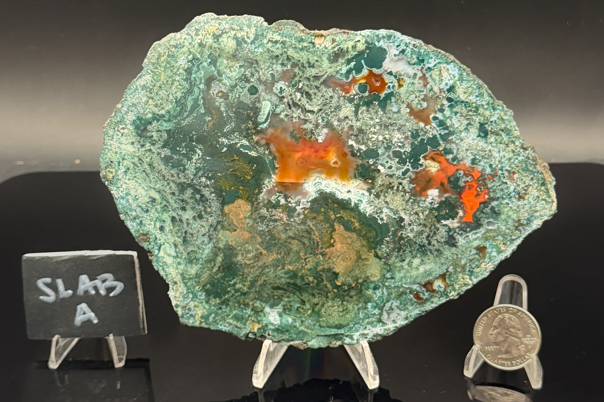 Turkish Limbcast with Agatized Chrysocolla (Unpolished)