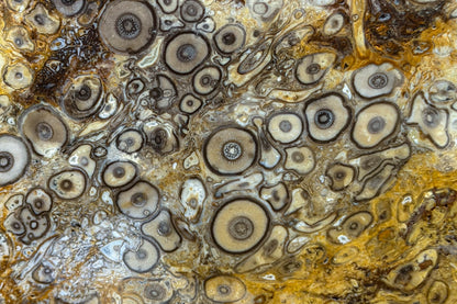 Fossilized Palm Wood