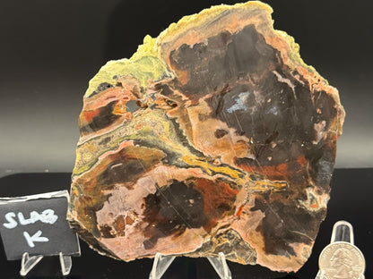 Turkish Petrified Wood (Unpolished)