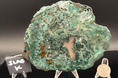 Turkish Limbcast with Agatized Chrysocolla (Unpolished)