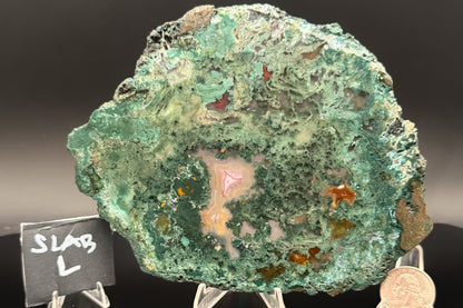 Turkish Limbcast with Agatized Chrysocolla (Unpolished)
