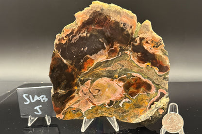 Turkish Petrified Wood (Unpolished)