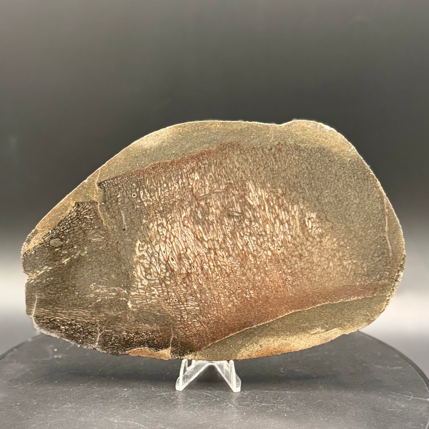 Stabilized Dinosaur Bone slab (Unpolished)
