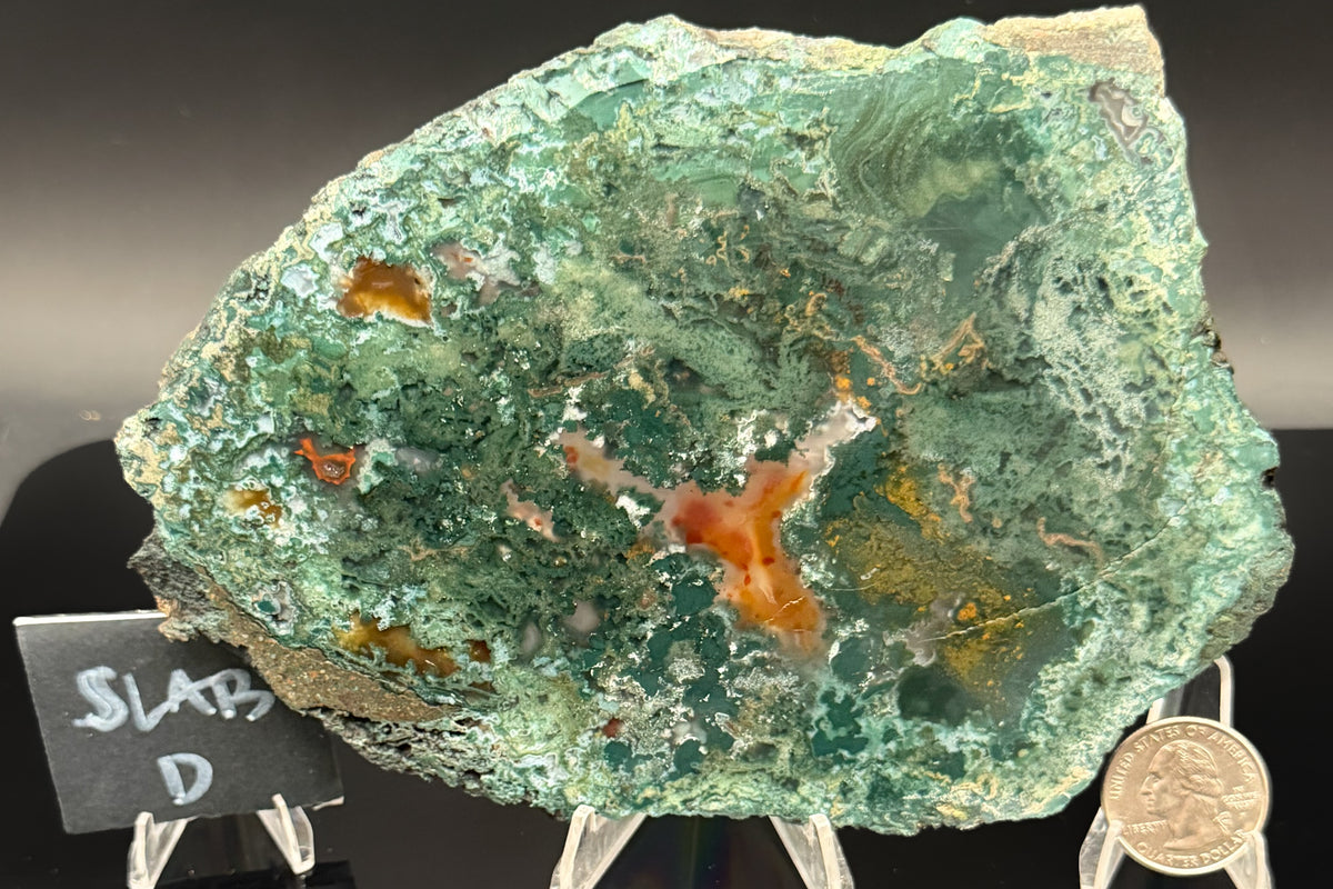 Turkish Limbcast with Agatized Chrysocolla (Unpolished)
