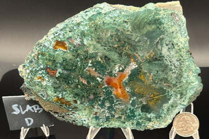 Turkish Limbcast with Agatized Chrysocolla (Unpolished)