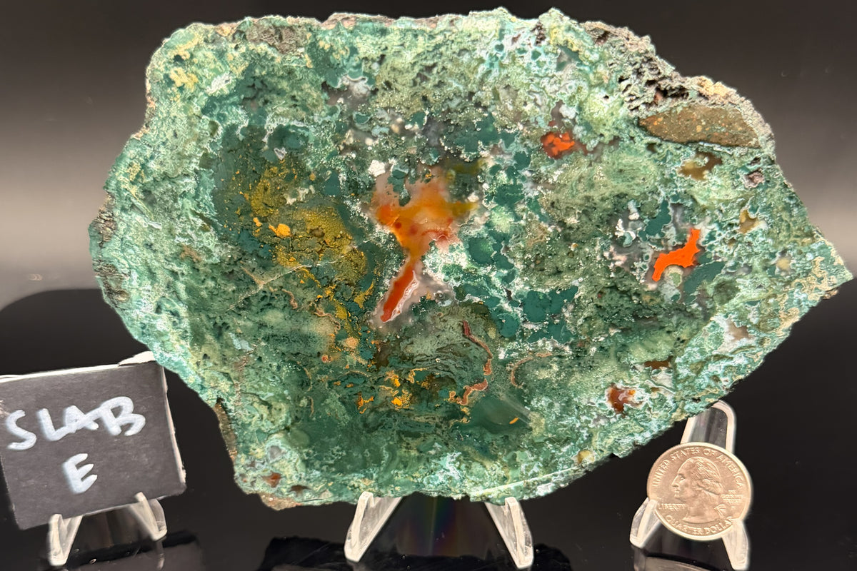 Turkish Limbcast with Agatized Chrysocolla (Unpolished)
