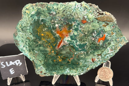 Turkish Limbcast with Agatized Chrysocolla (Unpolished)
