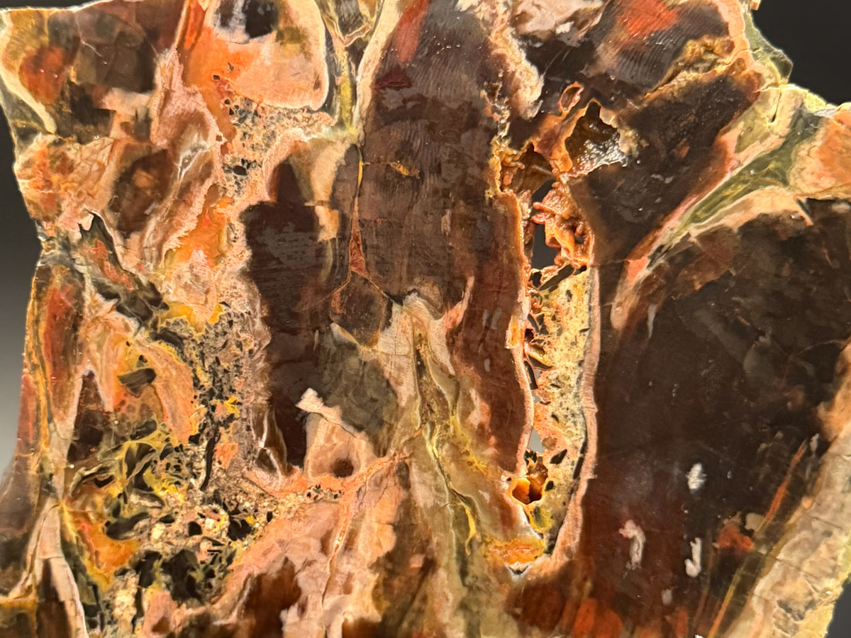 Turkish Petrified Wood (Unpolished)