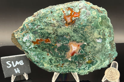 Turkish Limbcast with Agatized Chrysocolla (Unpolished)