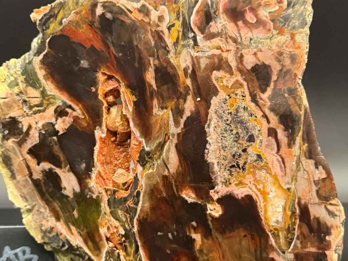 Turkish Petrified Wood (Unpolished)