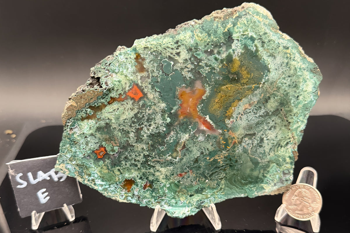 Turkish Limbcast with Agatized Chrysocolla (Unpolished)
