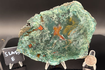 Turkish Limbcast with Agatized Chrysocolla (Unpolished)