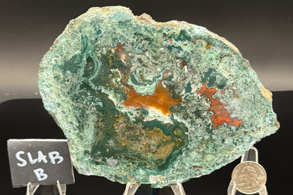 Turkish Limbcast with Agatized Chrysocolla (Unpolished)