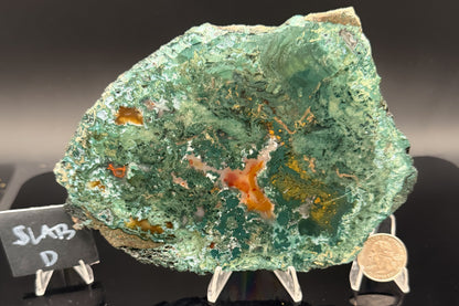Turkish Limbcast with Agatized Chrysocolla (Unpolished)