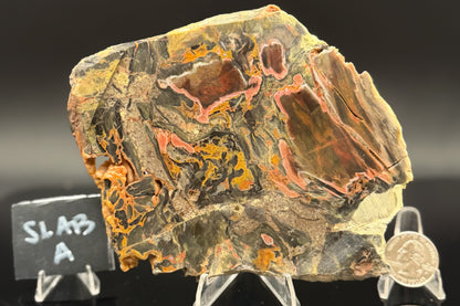 Turkish Petrified Wood (Unpolished)