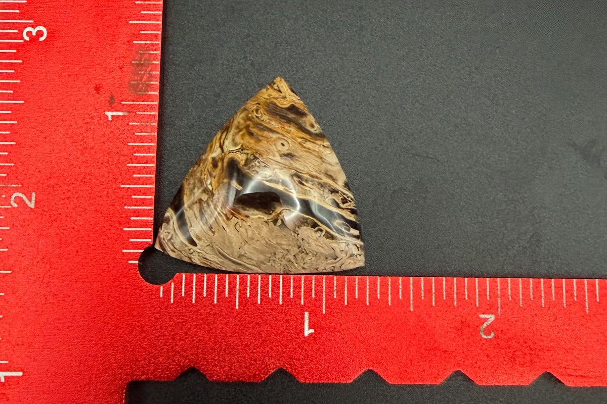 Fossilized Palm Wood Cabochons