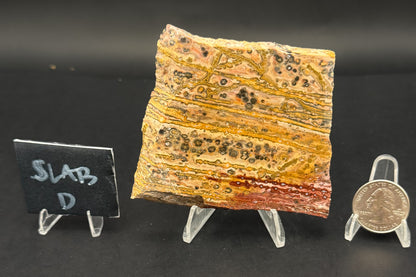 Leopard Skin Rhyolite (Unpolished)