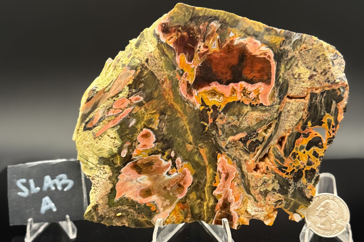 Turkish Petrified Wood (Unpolished)