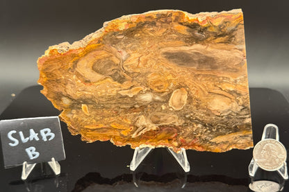 Jasperized Petrified Wood (Unpolished)