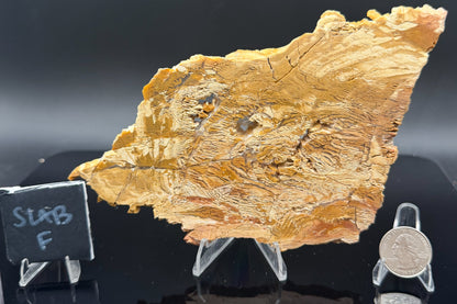 Howardite Jasper