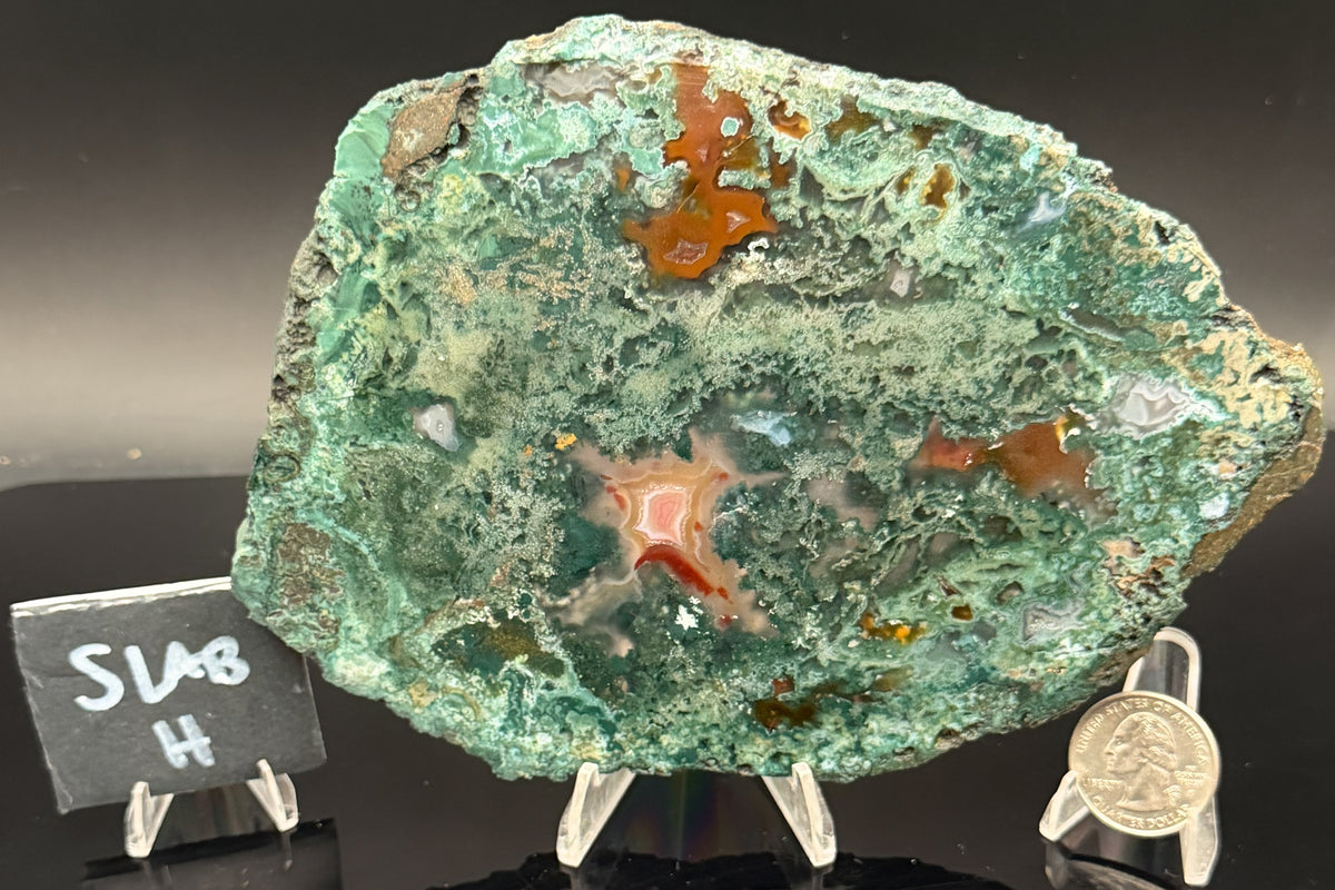 Turkish Limbcast with Agatized Chrysocolla (Unpolished)