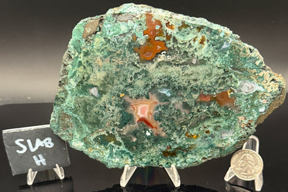 Turkish Limbcast with Agatized Chrysocolla (Unpolished)