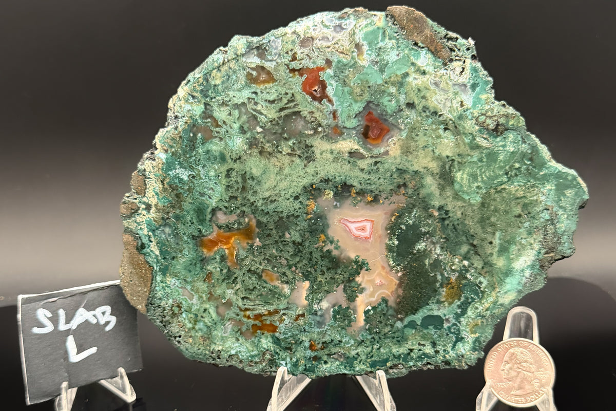 Turkish Limbcast with Agatized Chrysocolla (Unpolished)