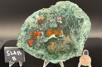Turkish Limbcast with Agatized Chrysocolla (Unpolished)