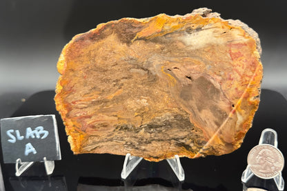 Jasperized Petrified Wood (Unpolished)