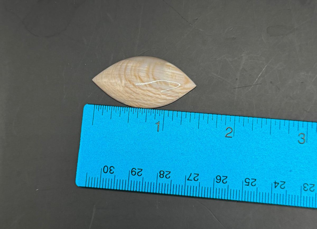 Badger Pocket Petrified Wood