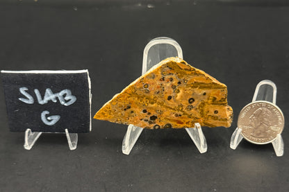 Leopard Skin Rhyolite (Unpolished)