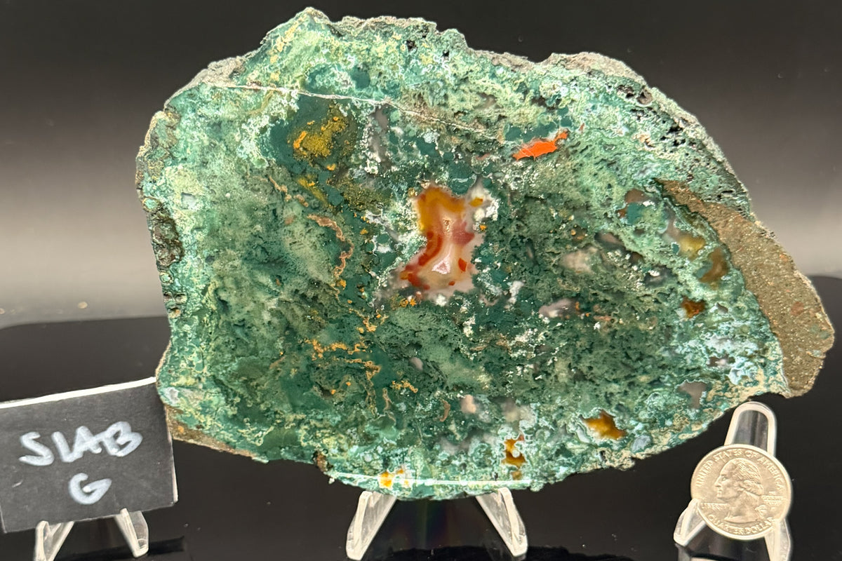 Turkish Limbcast with Agatized Chrysocolla (Unpolished)