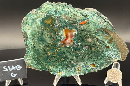 Turkish Limbcast with Agatized Chrysocolla (Unpolished)