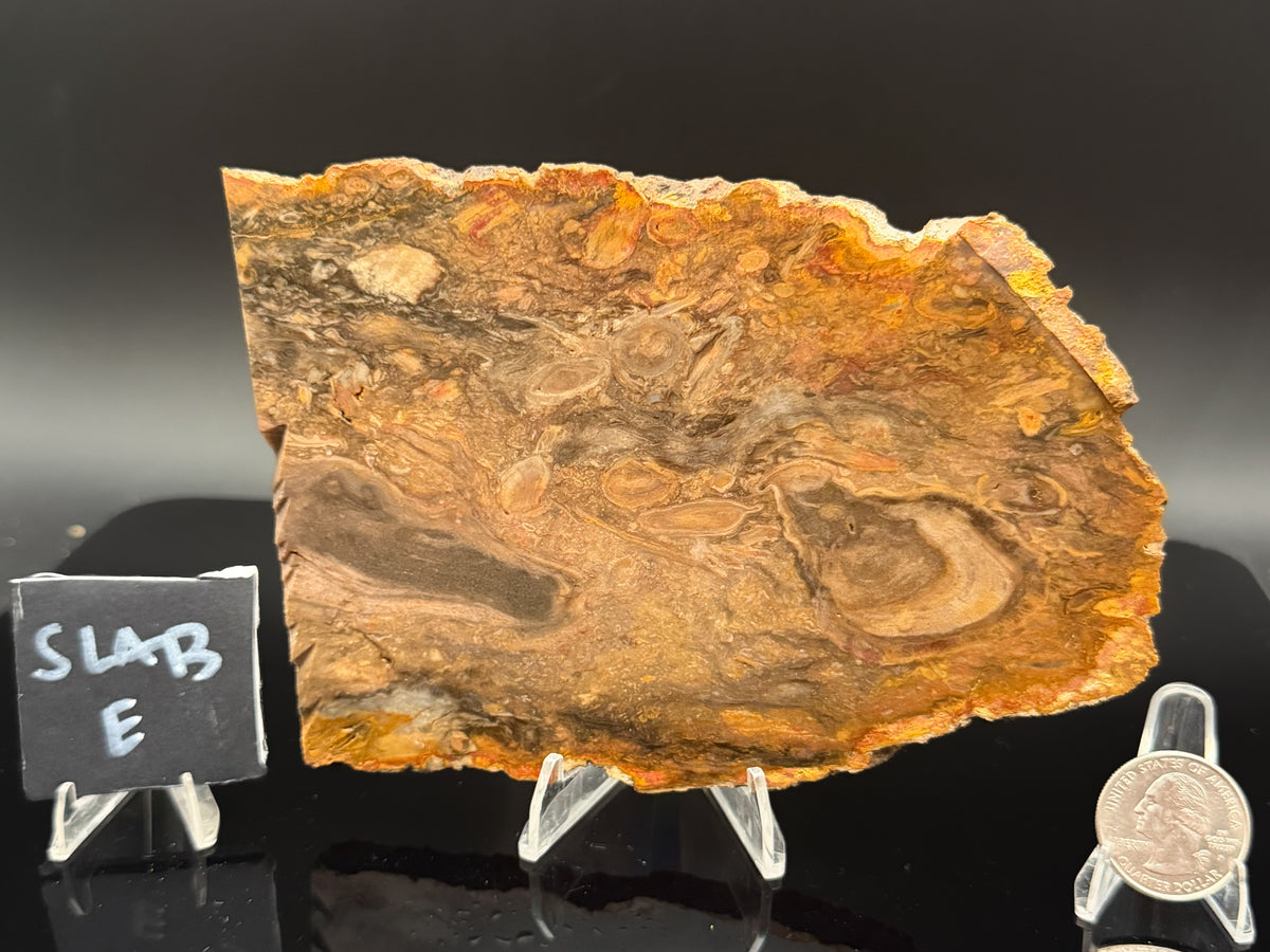 Jasperized Petrified Wood (Unpolished)