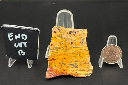Leopard Skin Rhyolite (Unpolished)