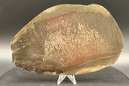Stabilized Dinosaur Bone slab (Unpolished)