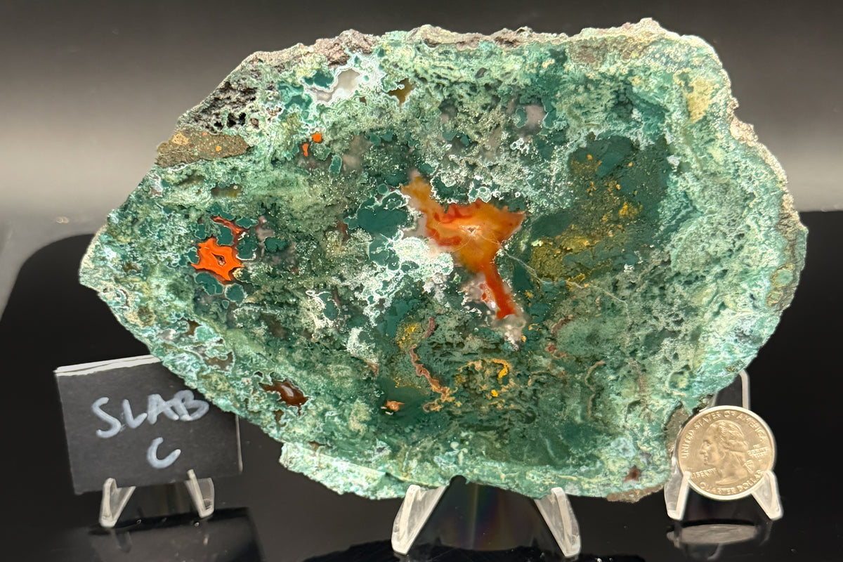 Turkish Limbcast with Agatized Chrysocolla (Unpolished)