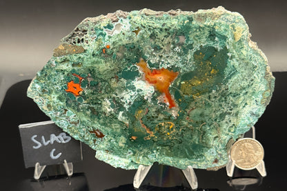 Turkish Limbcast with Agatized Chrysocolla (Unpolished)
