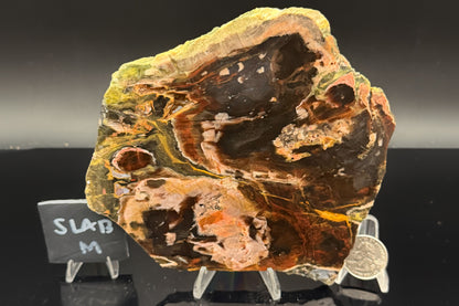 Turkish Petrified Wood (Unpolished)