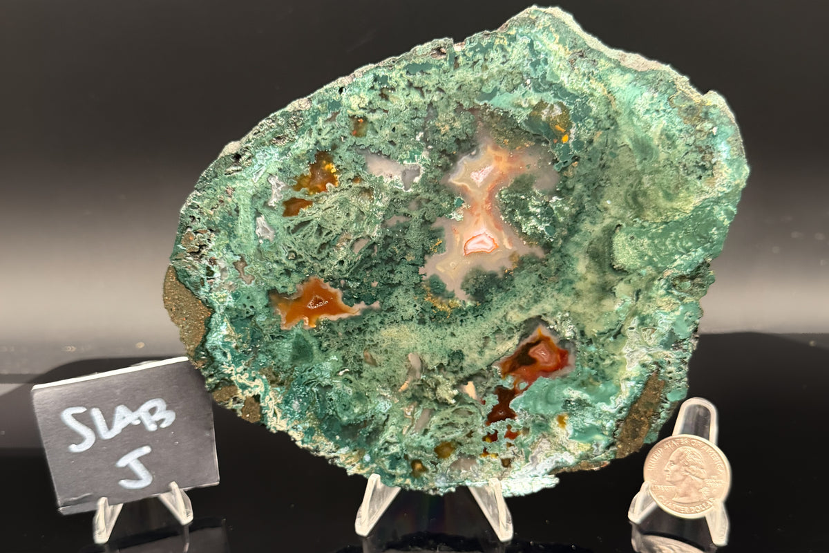 Turkish Limbcast with Agatized Chrysocolla (Unpolished)