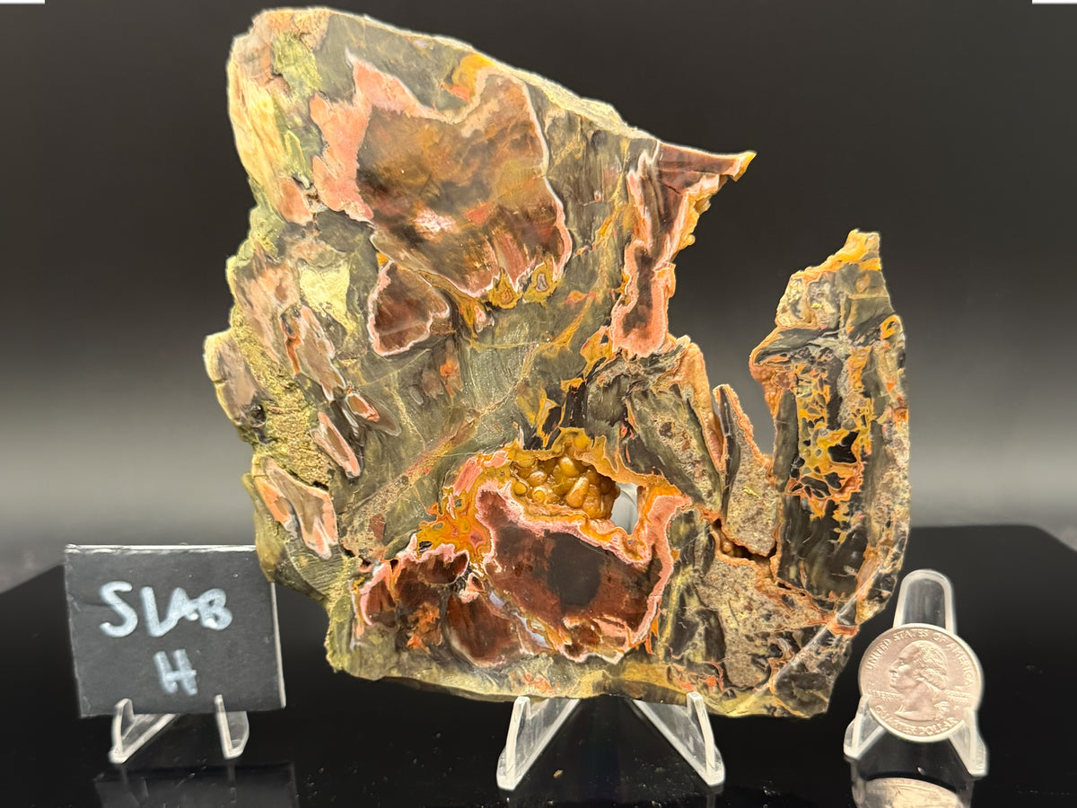 Turkish Petrified Wood (Unpolished)