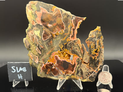 Turkish Petrified Wood (Unpolished)